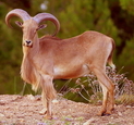 General Information Sierra Espuña