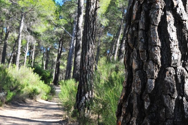 Sierra Espuña photography competition.