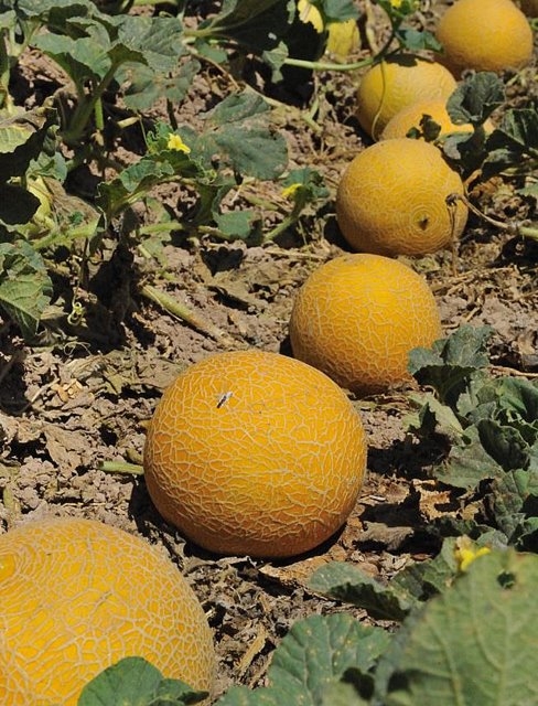 Murcia melon mayhem as police chase thieves through the melon fields.
