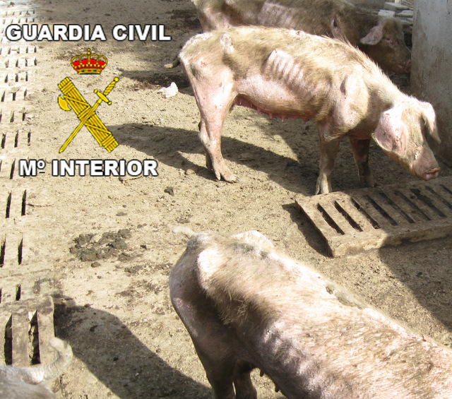 Seprona inspectors discover skeletal pigs in abandoned farm