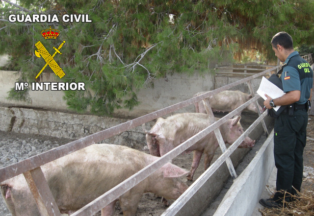 Seprona inspectors discover skeletal pigs in abandoned farm