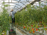 Tomato technology helps to safeguard jobs for the future