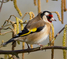 Torre Pacheco resident detained for illegally capturing songbirds