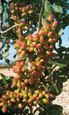 Exploring the pistachio potential for the Region of Murcia