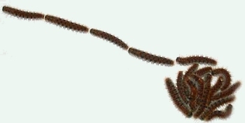 Processionary Caterpillar
