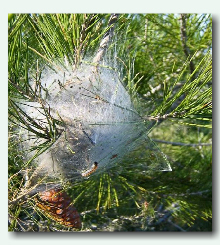 Processionary Caterpillar